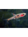 Boraras maculatus (Boraras maculatus) 1-1,5cm Wild
