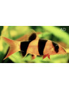 Chromobotia Macracanthus 4-5cm Wild