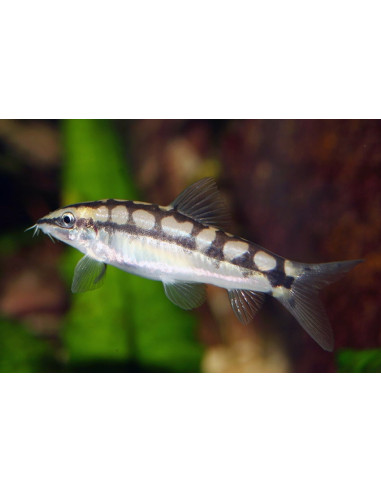 Loche naine sidthimunki (Ambastaia sidthimunki) 2-3cm