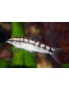 Loche naine sidthimunki (Ambastaia sidthimunki) 2-3cm
