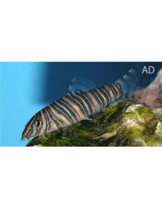 Botia Striata 4-5cm Wild