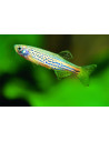 Danio léopard (Brachydanio frankei) 2,5-3cm