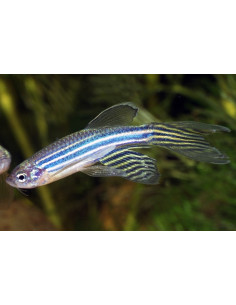 Danio rerio Longfin (Brachydanio rerio) 2,5-3cm