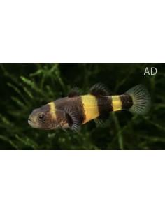 Gobie abeille (Brachygobius doriae) 1-1,5cm Wild