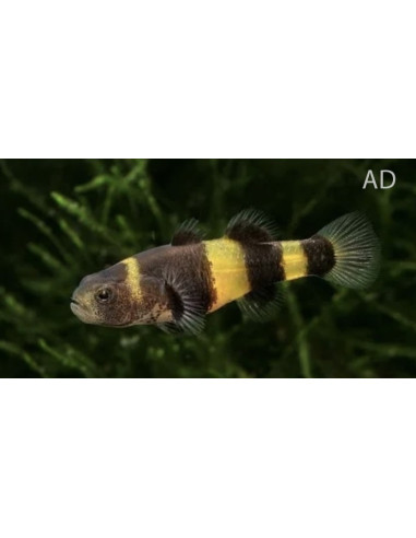 Gobie abeille (Brachygobius doriae) 1-1,5cm Wild