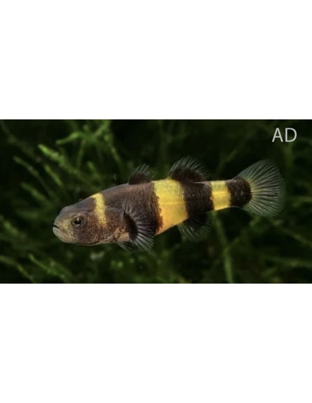 Gobie abeille (Brachygobius doriae) 1-1,5cm Wild