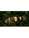 Gobie abeille (Brachygobius doriae) 1-1,5cm Wild
