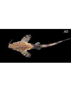 Bunocephalus Coracoideus 5-6cm Wild