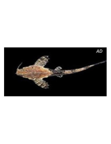 Poisson-chat banjo Bunocephalus (Bunocephalus coracoideus) 5-6cm Wild