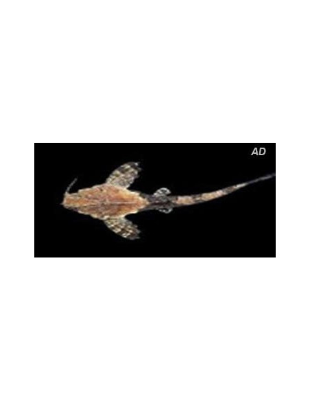 Poisson-chat banjo Bunocephalus (Bunocephalus coracoideus) 5-6cm Wild