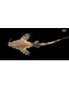 Poisson-chat banjo Bunocephalus (Bunocephalus coracoideus) 5-6cm Wild