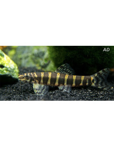 Serpenticobitis octozona (Serpenticobitis octozona) 4-5cm Wild