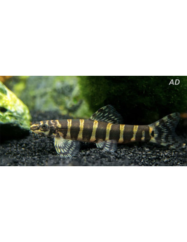 Serpenticobitis octozona (Serpenticobitis octozona) 4-5cm Wild