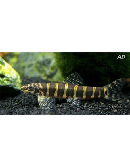 Serpenticobitis octozona (Serpenticobitis octozona) 4-5cm Wild