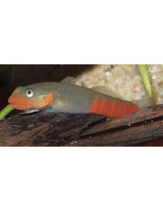 Gobie Sicyopus exallisquamulus (Sicyopus exallisquamulus) 4-5cm Wild
