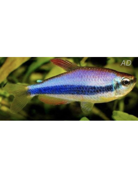 Tétra royal Inpaichthys kerri (Inpaichthys kerri) 1,5-2cm