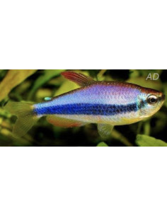 Tétra royal Inpaichthys kerri (Inpaichthys kerri) 2-2,5cm