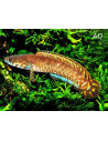 Channa bleheri (Channa bleheri) 6-8cm