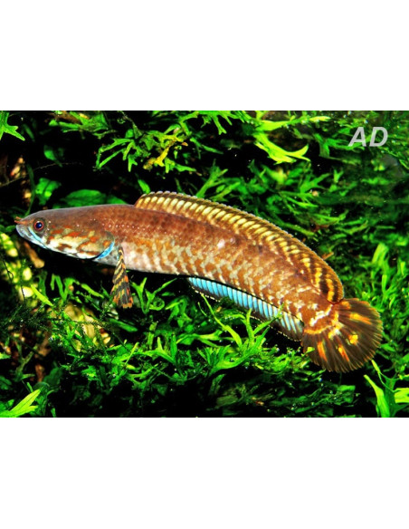 Channa bleheri (Channa bleheri) 7,5-10cm