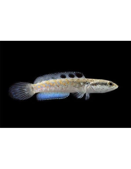 Channa Pulchra 5-7cm