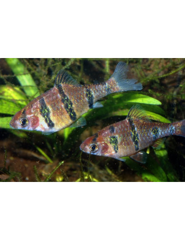 Barbus pentazona (Desmopuntius pentazona) 2,5-3cm Wild