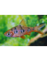 Barbus rhomboocellatus (Desmopuntius rhomboocellatus) 2,5-3cm Wild