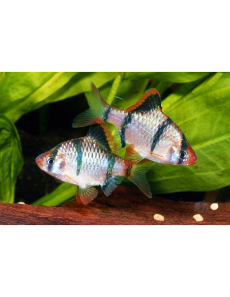 Barbus tigre (Desmopuntius tetrazona) 2-2,5cm