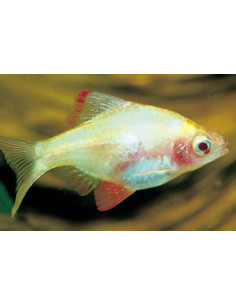 Barbus albinos blanc (Desmopuntius tetrazona Albino White) 2-2,5cm