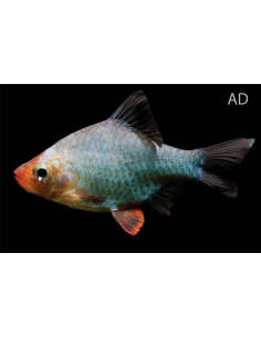 Barbus vert (Desmopuntius tetrazona Green) 2-2,5cm