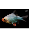 Barbus vert (Desmopuntius tetrazona Green) 2-2,5cm
