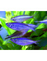 Devario malabaricus (Devario malabaricus) 4-5cm