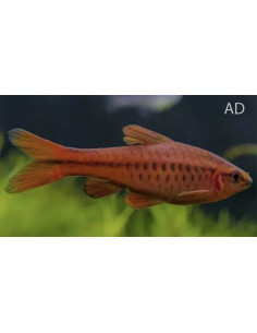 Barbus cerise (Puntius titteya) 2-2,5cm