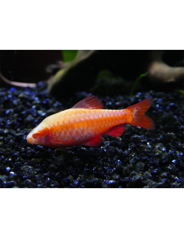 Barbus cerise albinos (Puntius titteya Albinos) 2-2,5cm