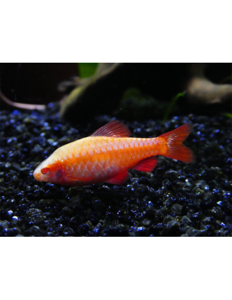 Barbus cerise albinos (Puntius titteya Albinos) 2-2,5cm