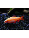 Barbus cerise albinos (Puntius titteya Albinos) 2-2,5cm