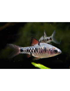 Barbus Oliotius oligolepis (Oliotius oligolepis) 2-2,5cm