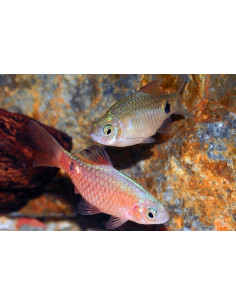Pethia Conchonius 3,5-4,5cm