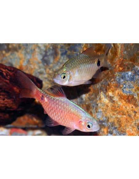 Pethia Conchonius 3,5-4,5cm