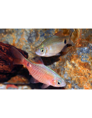 Pethia Conchonius 3,5-4cm