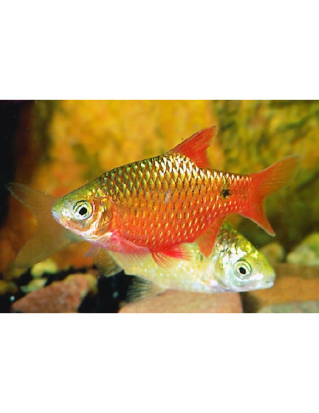 Pethia Conchonius Gold3-3,5cm
