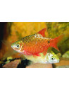 Pethia Conchonius Gold3-3,5cm