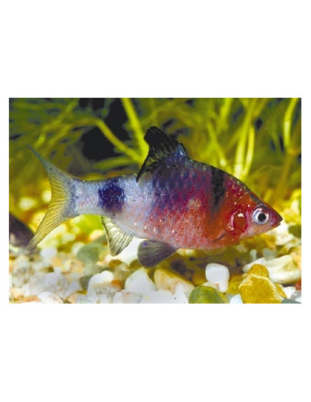 Pethia Nigrofasciata 2-2,5cm