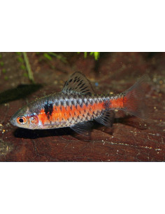 Barbus Odessa (Pethia padamya) 3-3,5cm
