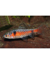 Barbus Odessa (Pethia padamya) 3-3,5cm