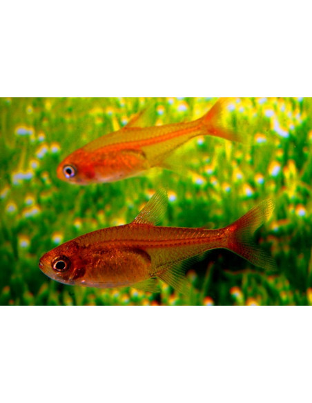 Tétra amandae (Hyphessobrycon amandae) 1,2-1,5cm