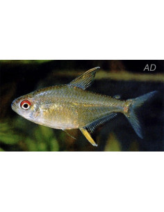 Tétra citron (Hyphessobrycon pulchripinnis) 2-2,5cm
