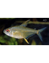 Tétra citron (Hyphessobrycon pulchripinnis) 2-2,5cm