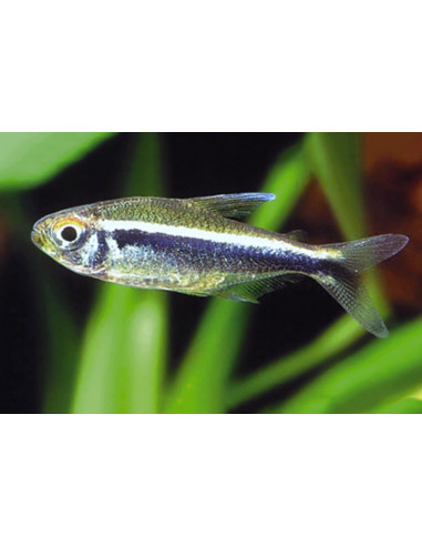 Tétra néon noir (Hyphessobrycon herbertaxelrodi) 2-2,5cm