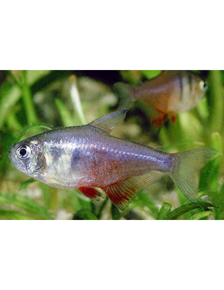 Tétra flammeus (Hyphessobrycon flammeus) 2,5-3cm