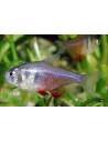 Tétra flammeus (Hyphessobrycon flammeus) 2-2,5cm